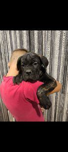 цуценя кане корсо з документами