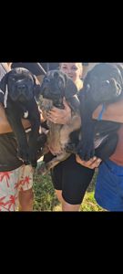 цуценя кане корсо з документами