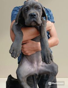 цуценя кане корсо з документами