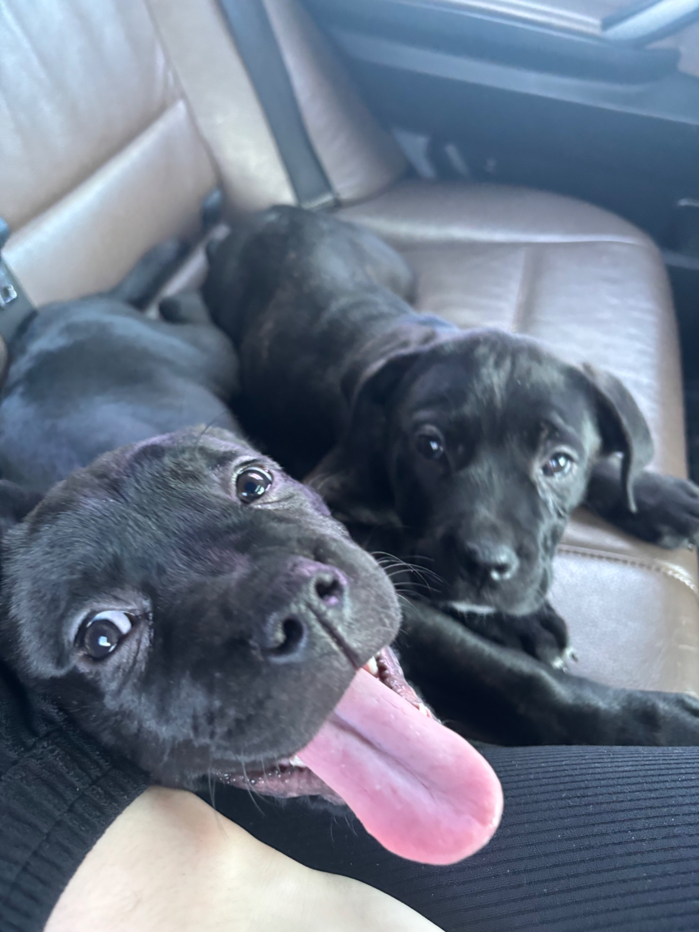 Цуценя кане корсо