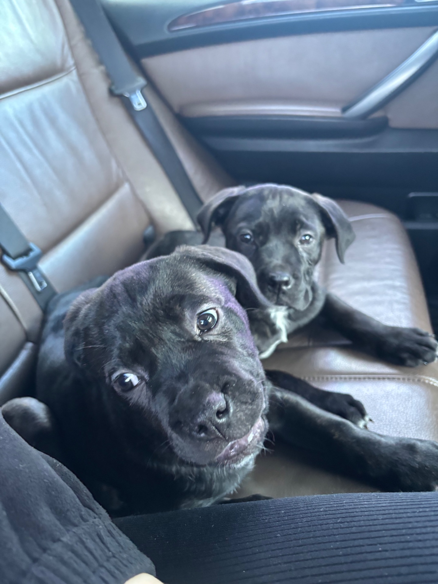 Цуценя кане корсо