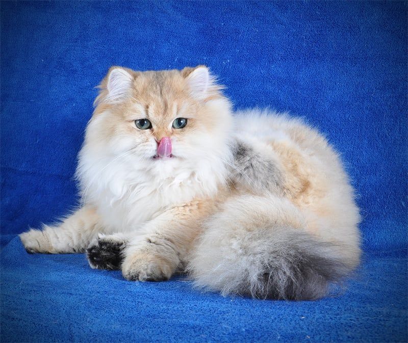 Золотые котята для души