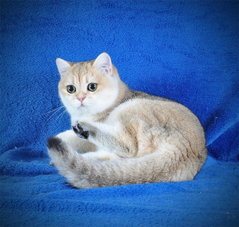 Девочка Золотая Затушевка ny11