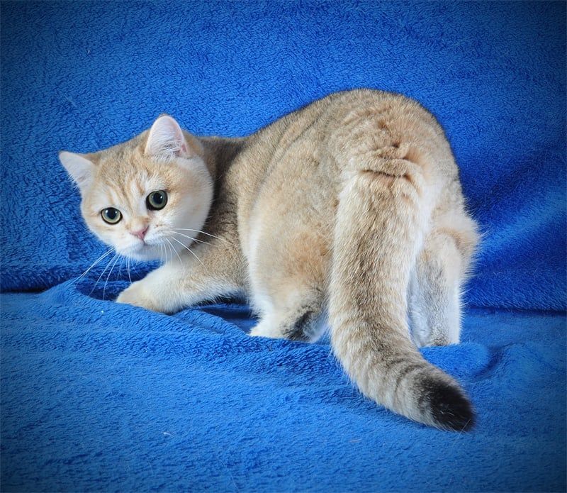 Девочка Золотая Затушевка ny11