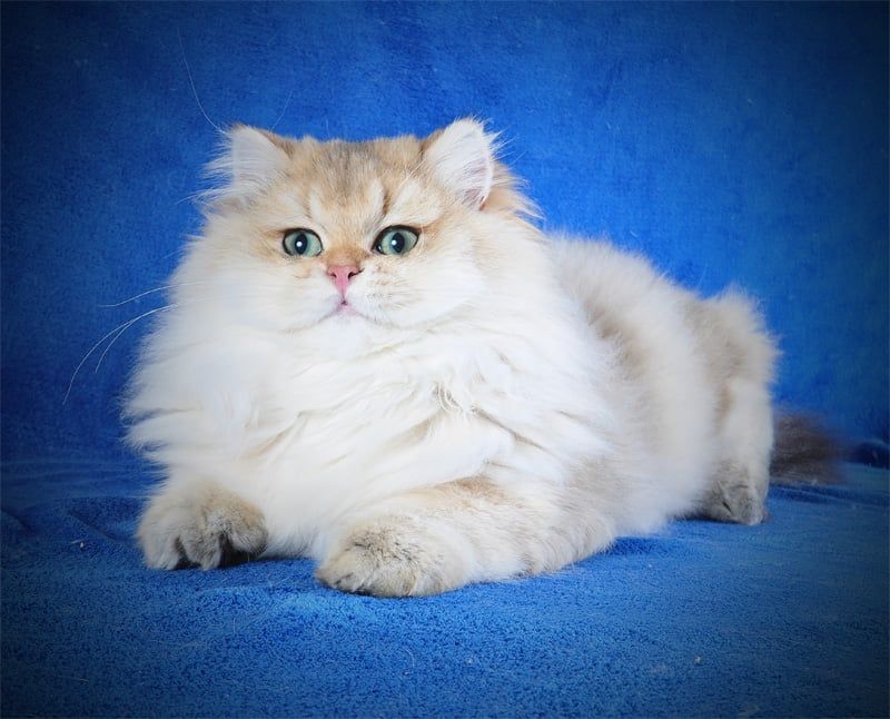 Золотые котята для души