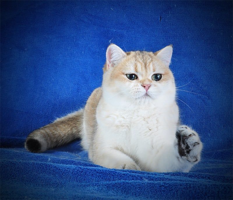 Девочка Золотая Затушевка ny11