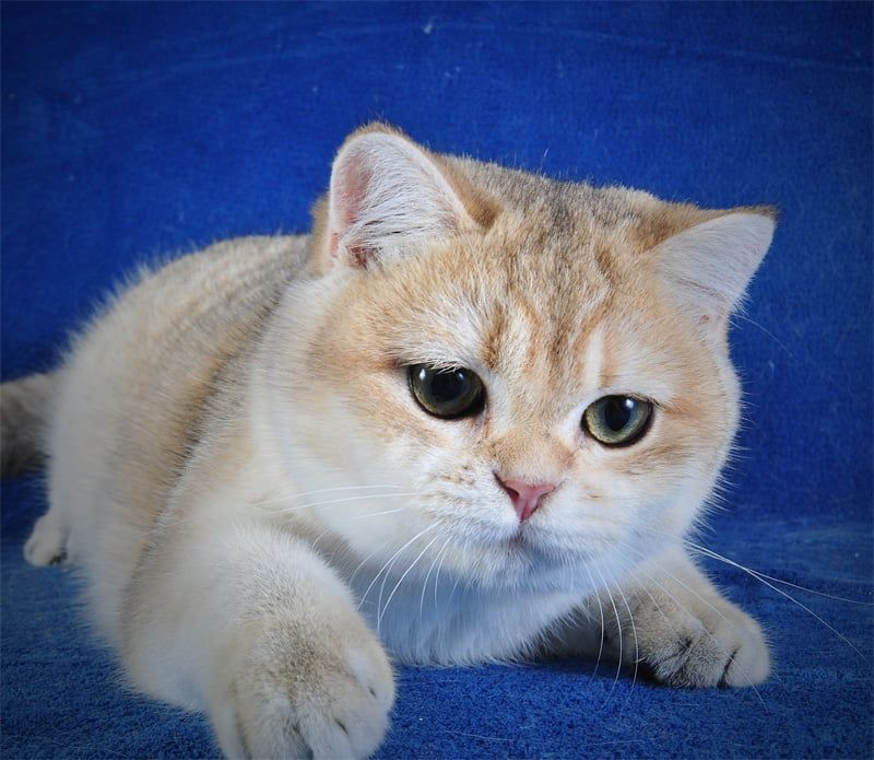 Девочка Золотая Затушевка ny11