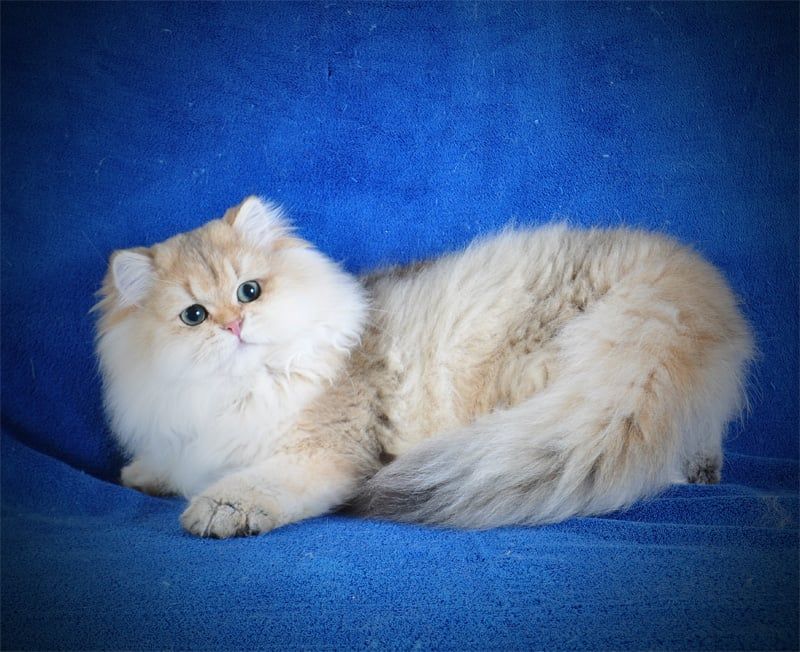 Золотые котята для души