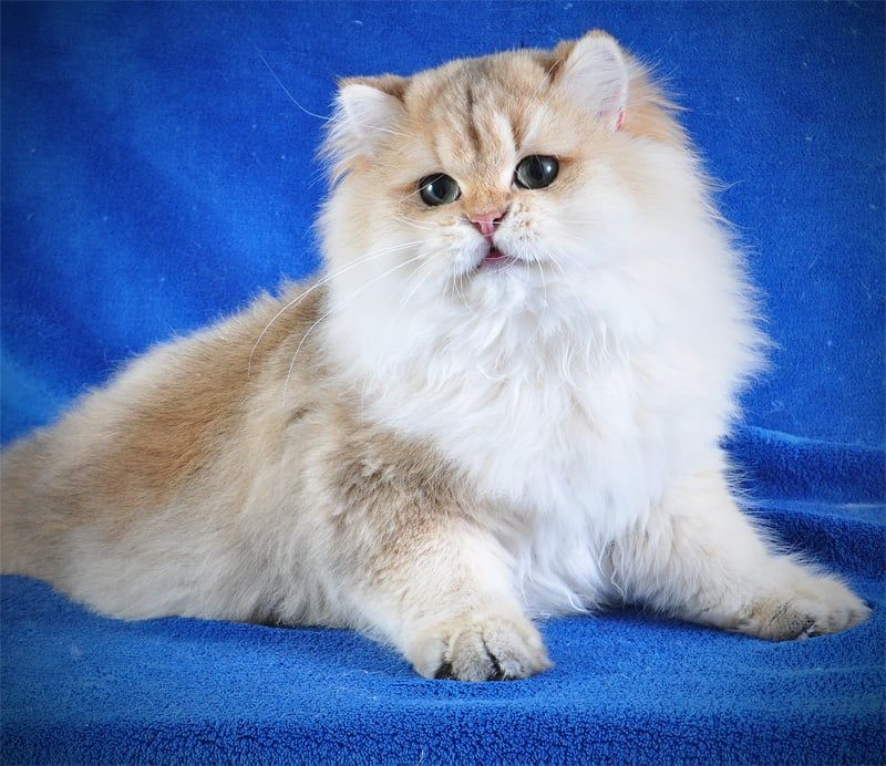 Золотые котята для души