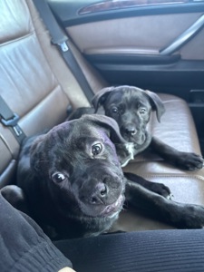 Цуценя кане корсо