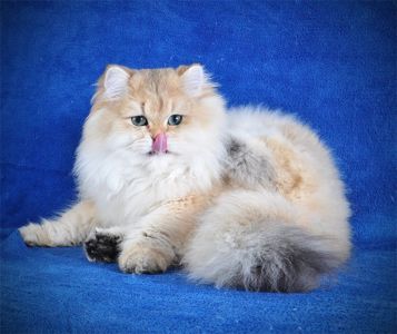 Золотые котята для души