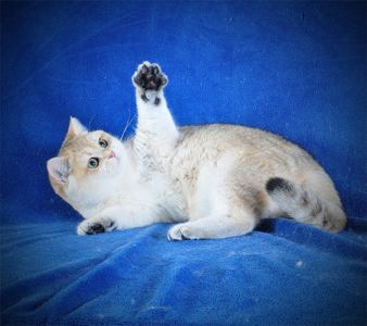 Девочка Золотая Затушевка ny11