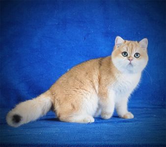 Британские котята в золоте