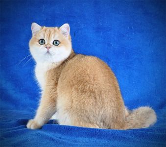 Британские котята в золоте