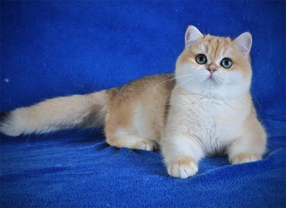 Британские котята в золоте