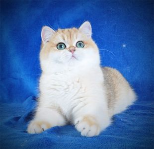 Британские котята в золоте