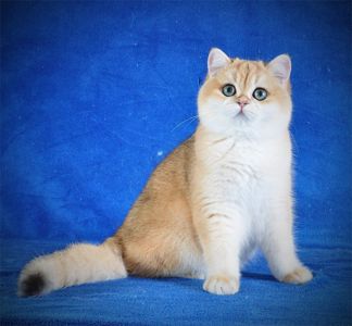 Британские котята в золоте