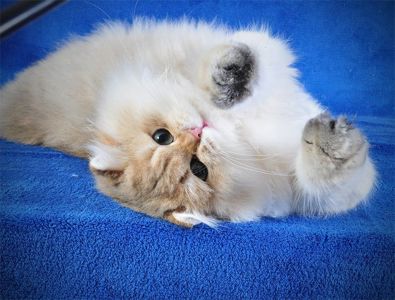 Золотые котята для души