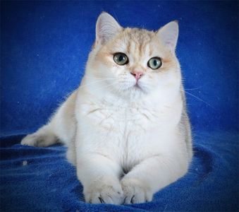 Девочка Золотая Затушевка ny11