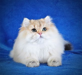 Золотые котята для души