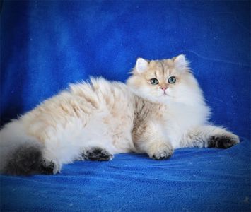 Золотые котята для души