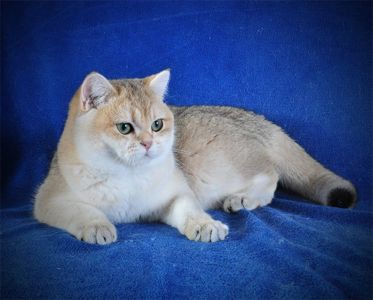 Девочка Золотая Затушевка ny11