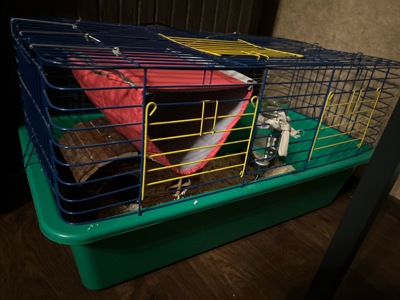 Тхір дівчинка