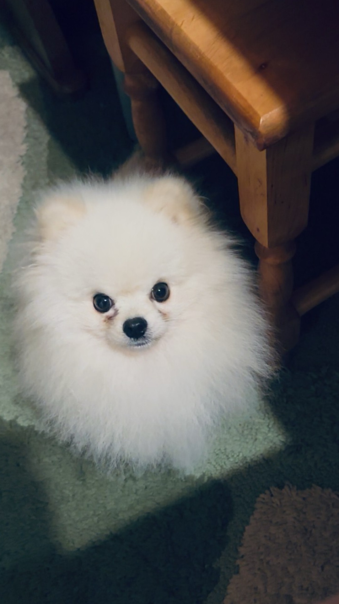 Померанський шпіц