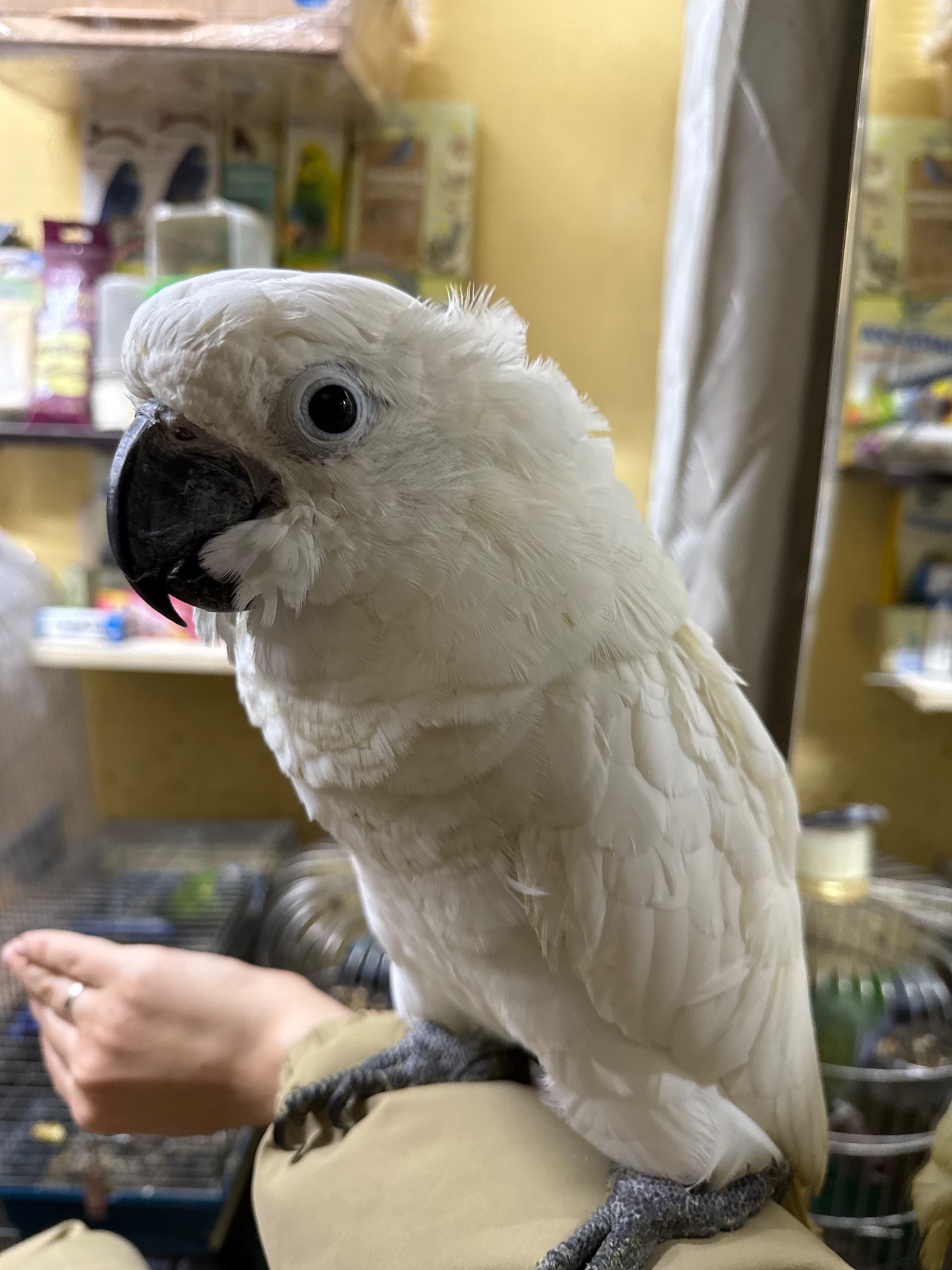 Білий какаду малюк пташенятко