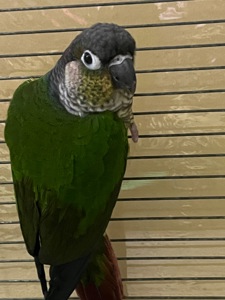 Малюки папуги пірруру пташенята для навчання розмови.