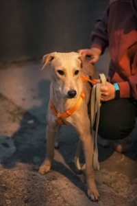 Цуцик ЛЄО мріє про родину!