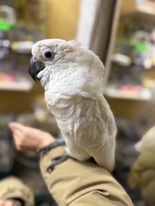 Білий какаду малюк пташенятко