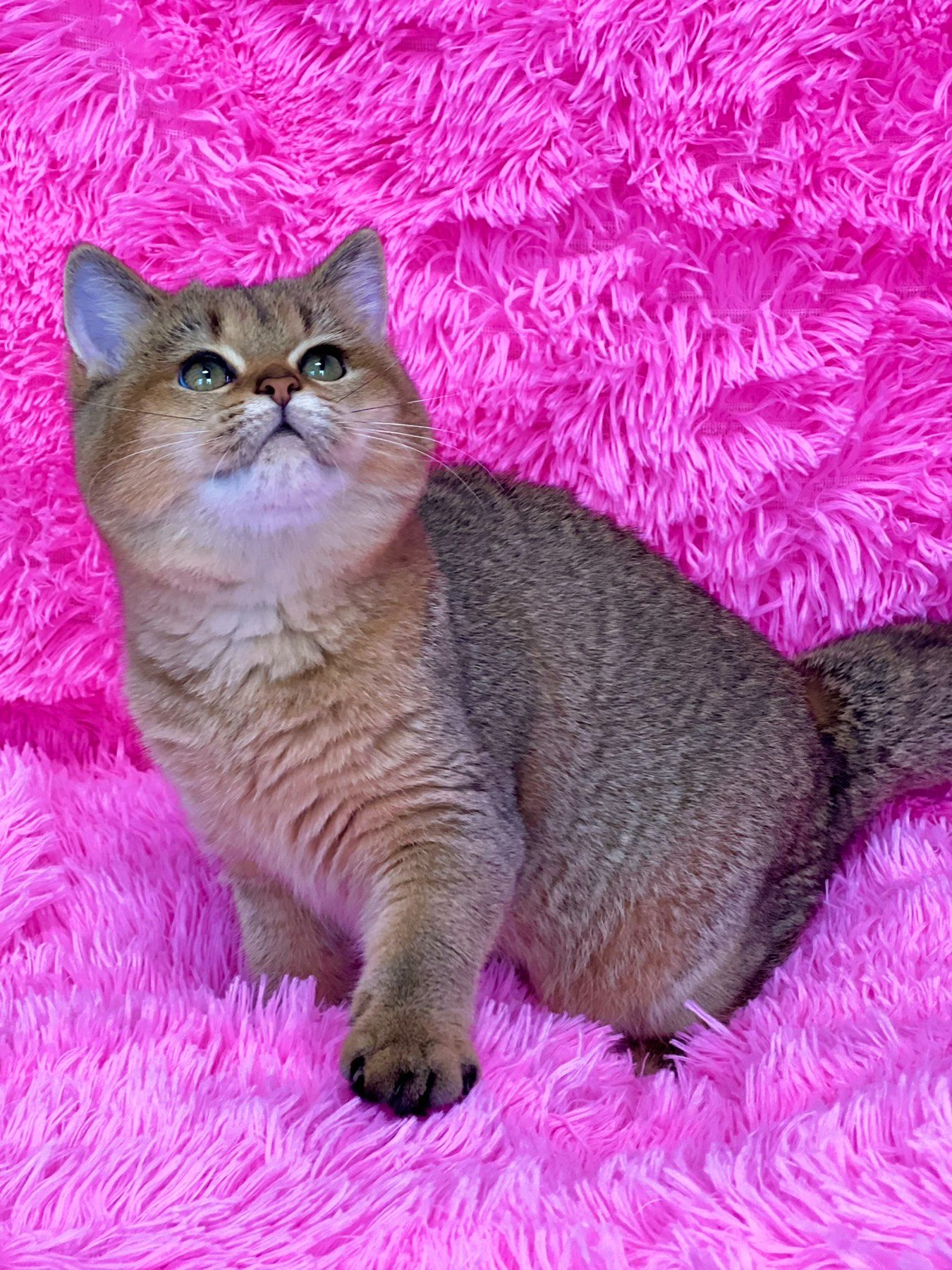 Британська золота шиншилла