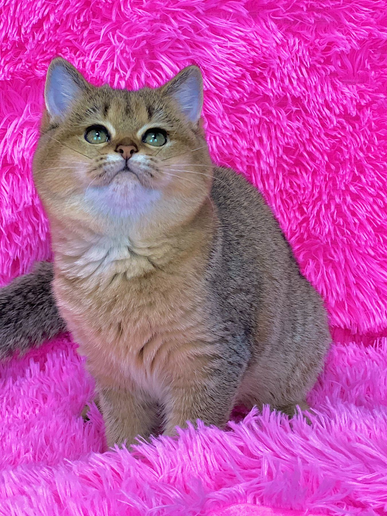 Британська золота шиншилла