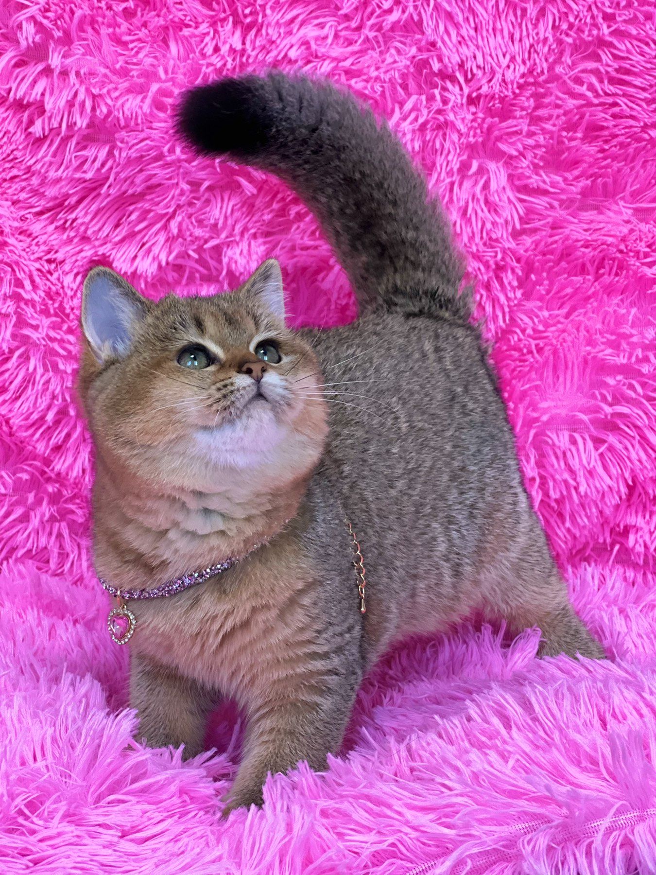 Британська золота шиншилла