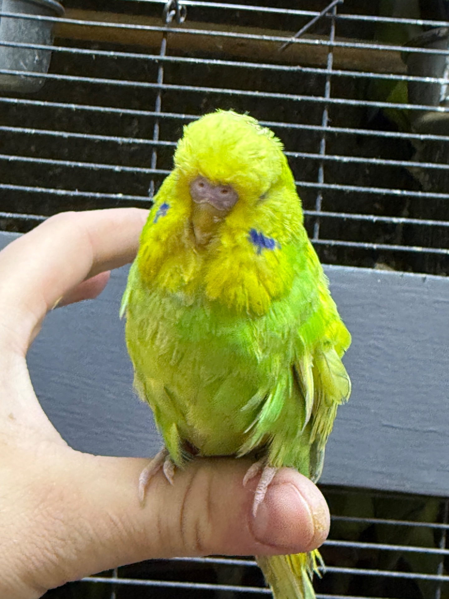 Ручной Спенгл Выставочный волнистый