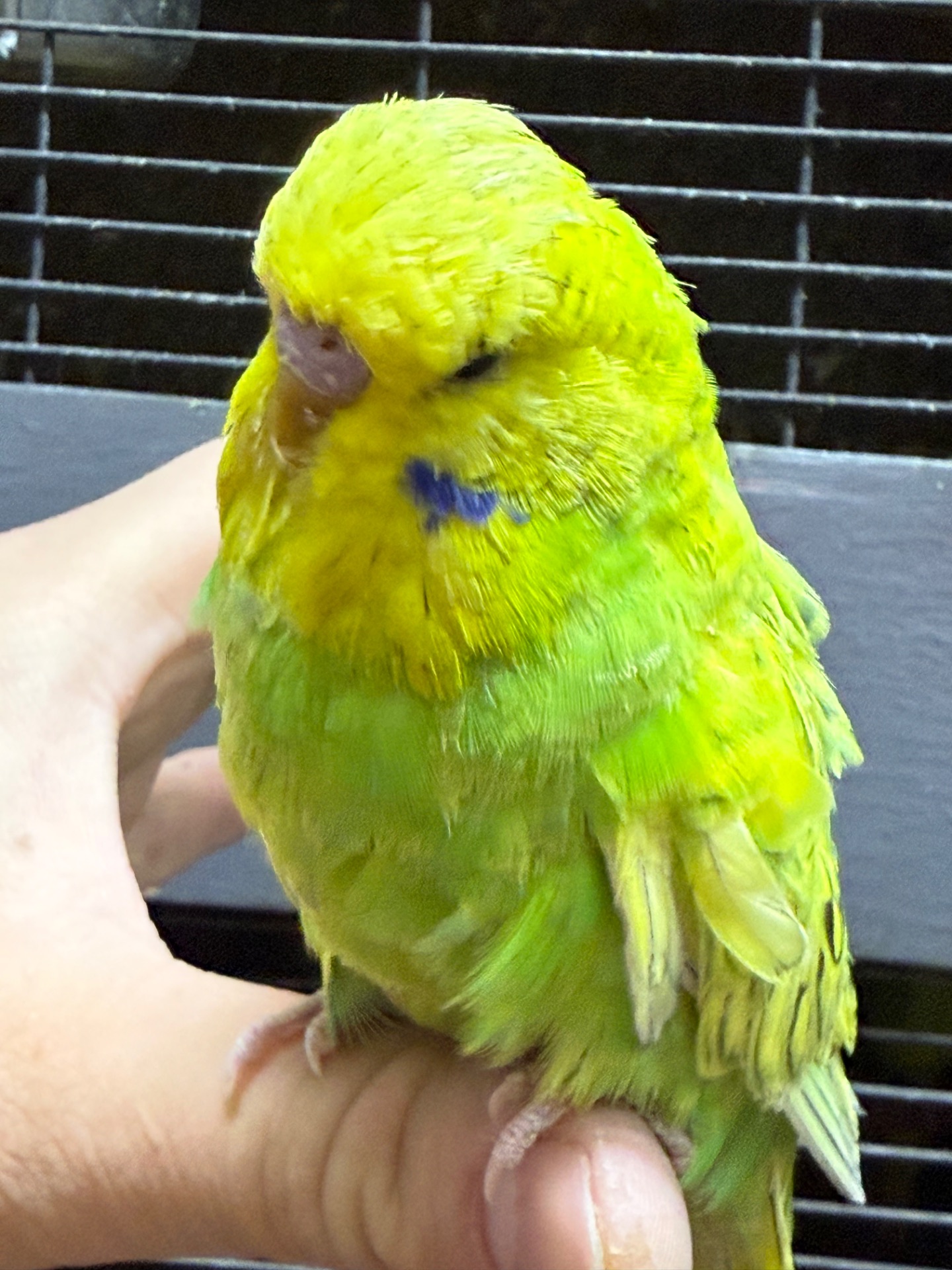 Ручной Спенгл Выставочный волнистый