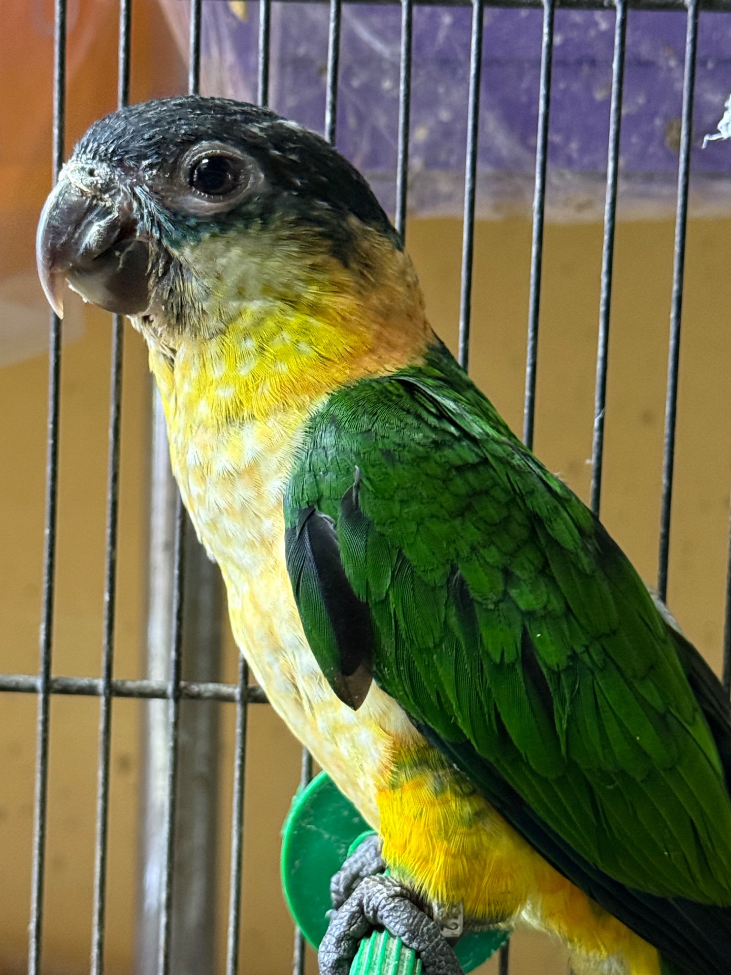 Веселий та активний папуга каїк чорноголовий