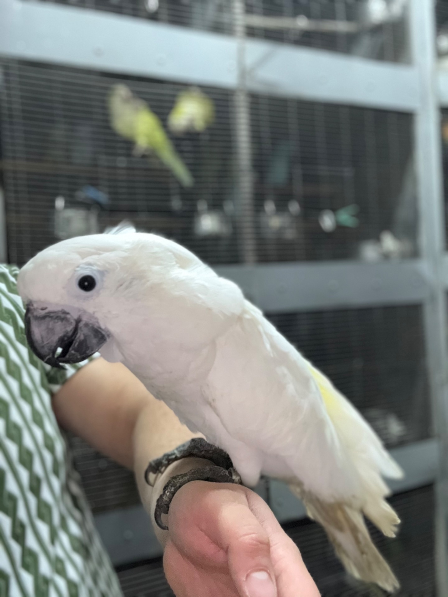 Какаду папуги малюки, пташенята Какаду Альба