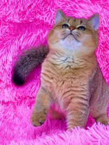 Британська золота шиншилла