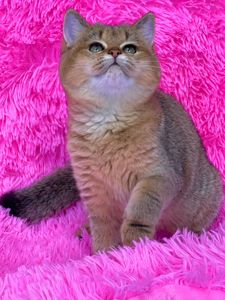 Британська золота шиншилла