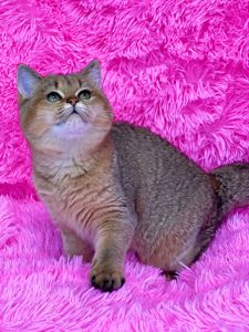 Британська золота шиншилла