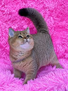 Британська золота шиншилла