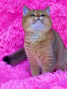 Британська золота шиншилла