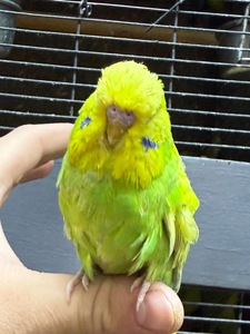 Ручной Спенгл Выставочный волнистый