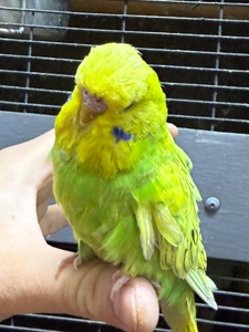 Ручной Спенгл Выставочный волнистый