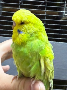 Ручной Спенгл Выставочный волнистый