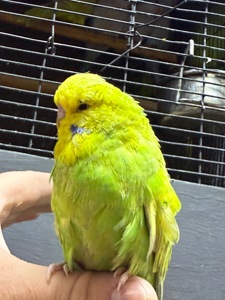 Ручной Спенгл Выставочный волнистый