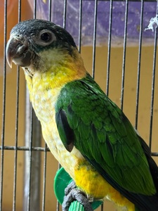 Веселий та активний папуга каїк чорноголовий