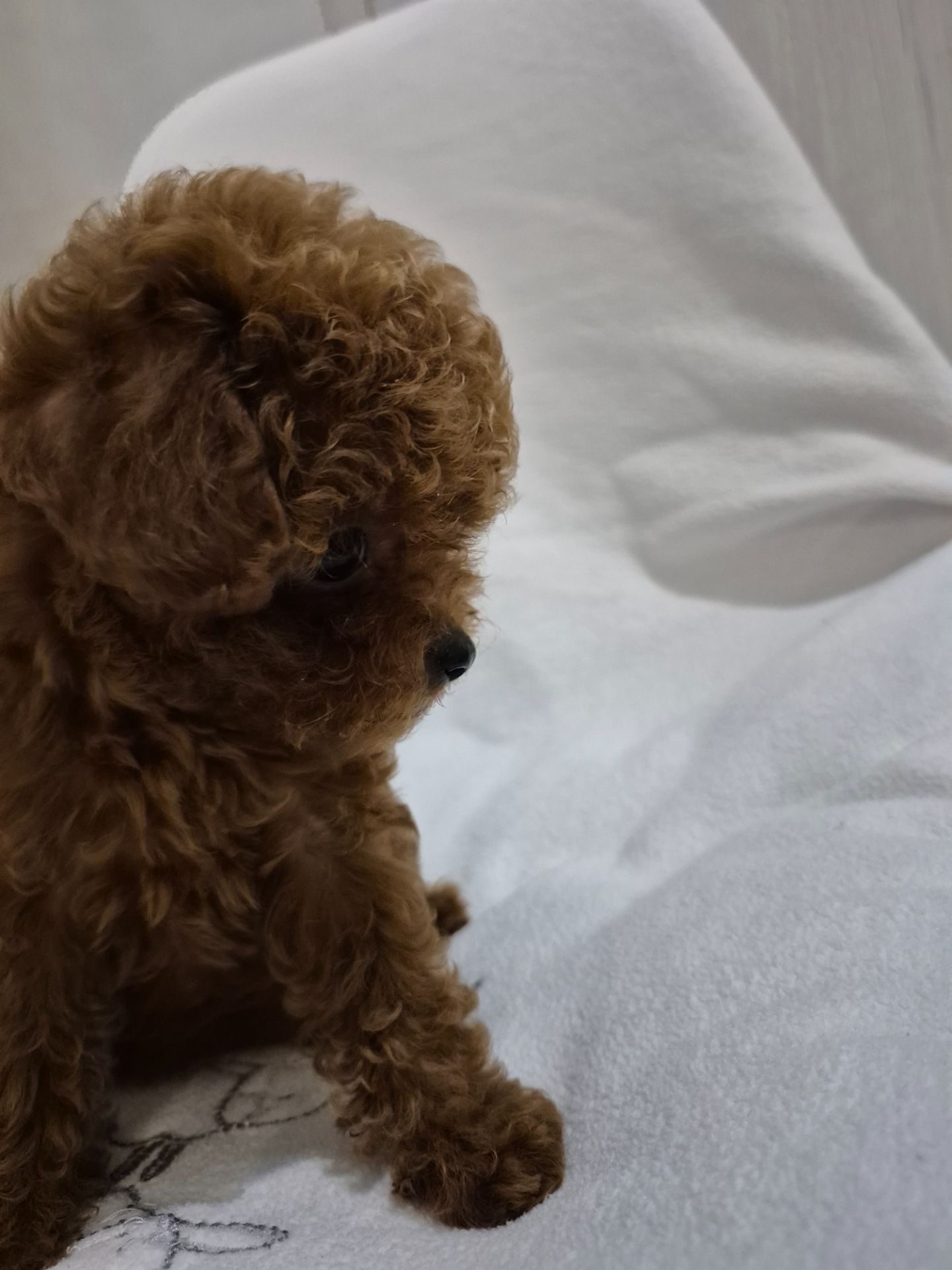 Дівчинка той пуделя